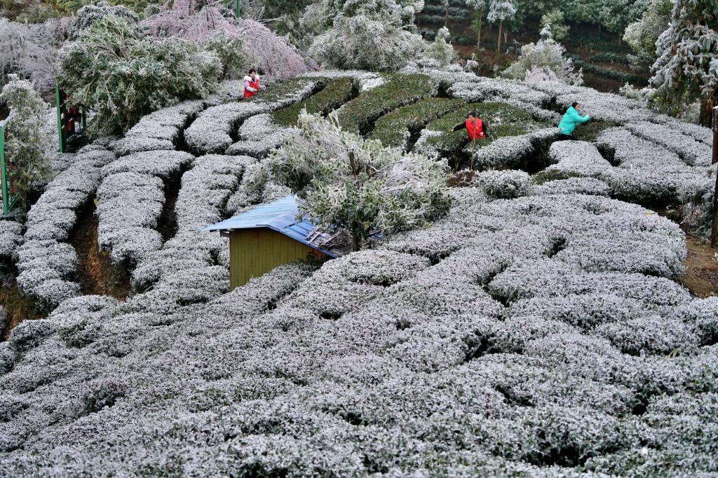 多地迎來降雪