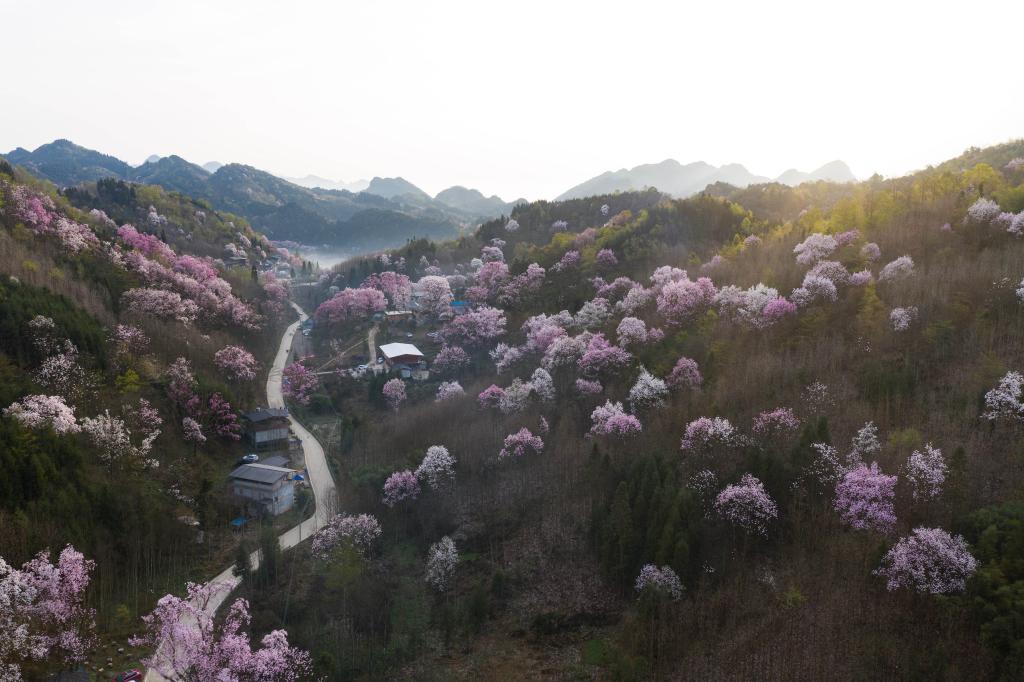 四川江油：辛夷花開(kāi)