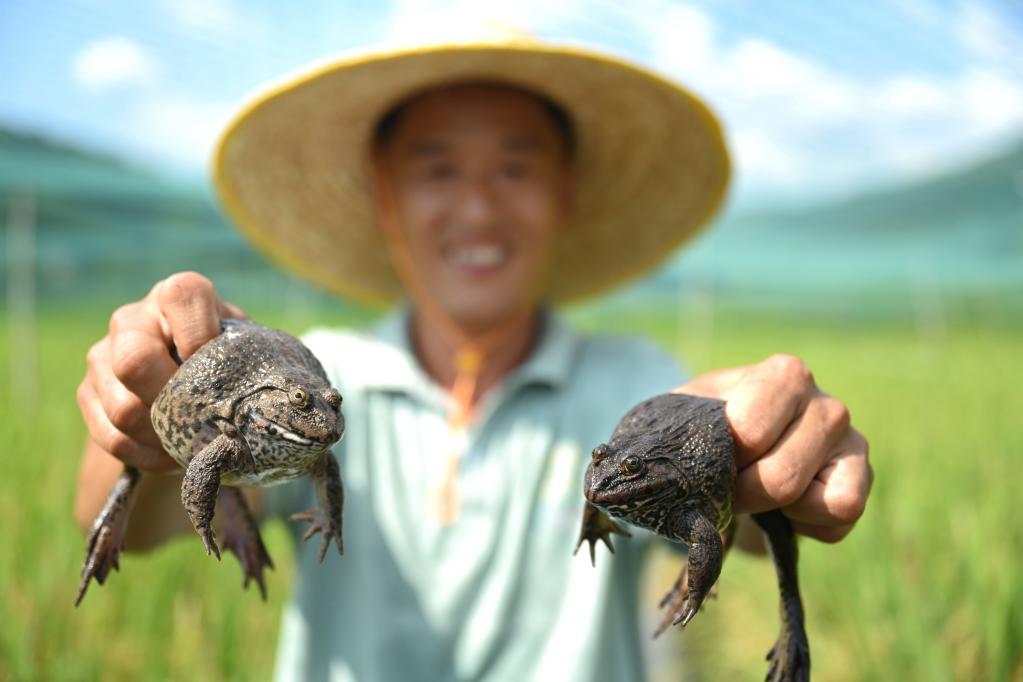 福建建甌：農業(yè)特色產業(yè)勃興