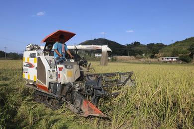 四川高縣：戰(zhàn)高溫秋收忙