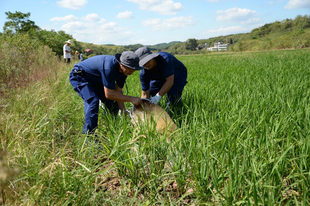 烈日下，為干旱的稻田送來灌溉用水——湖南衡陽抽水保灌一線見聞