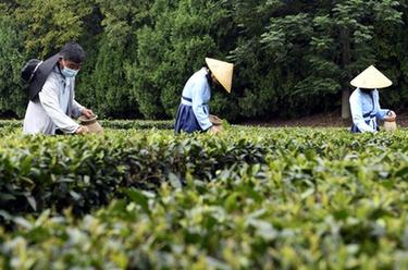 山東日照：體驗采茶