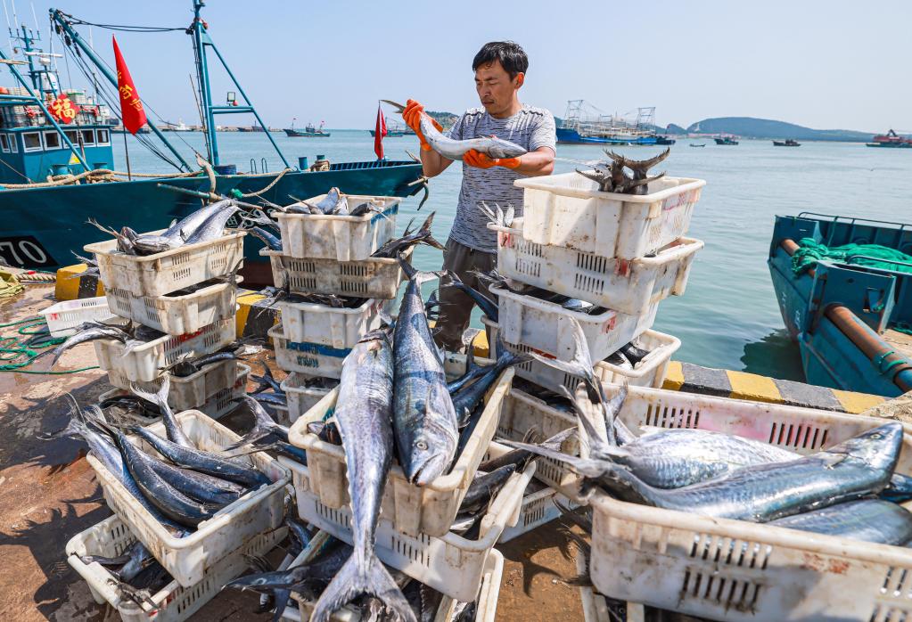 山東榮成：秋捕歸來(lái)魚(yú)滿艙