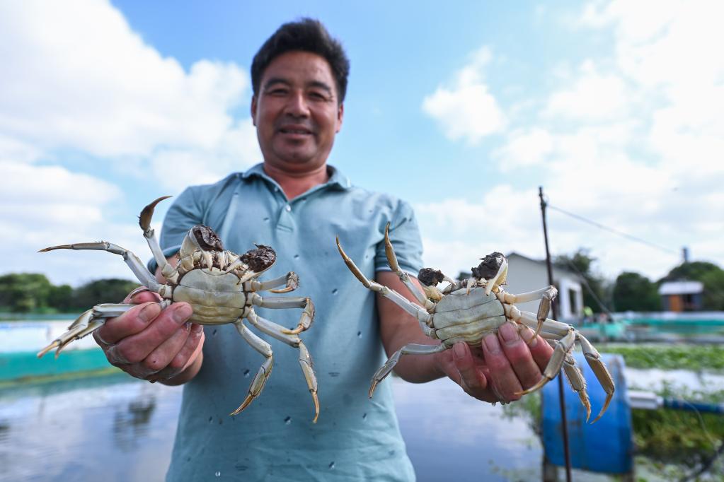 浙江湖州：水上牧場(chǎng)千畝蟹田迎豐收