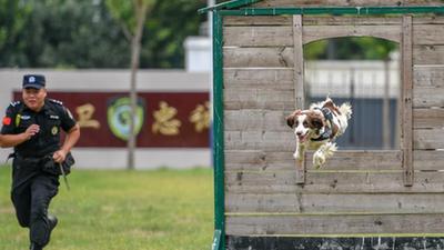 警犬“汪汪隊(duì)”：搬新家 訓(xùn)練忙