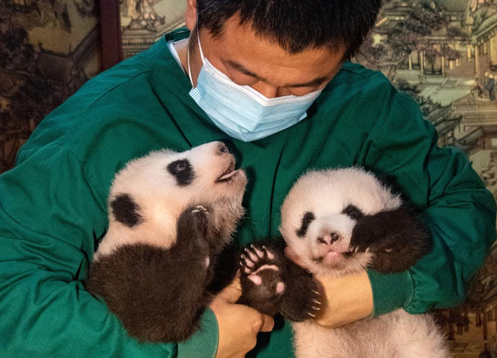 重慶動(dòng)物園新生大熊貓雙胞胎幼仔與游客見面