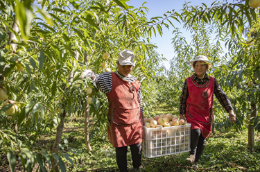 新華全媒+丨荒地長(zhǎng)出金果果 冬桃豐收富村民