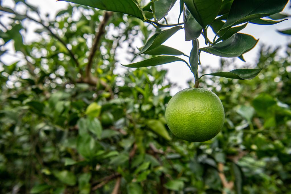 新華全媒+丨重慶：綠色循環(huán)農業(yè)助農增產又增收