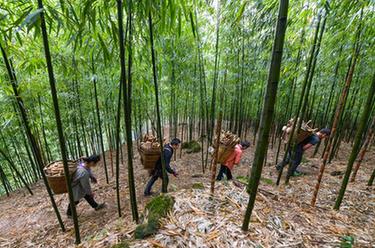 新華全媒+丨貴州赤水5萬畝大竹筍豐收上市