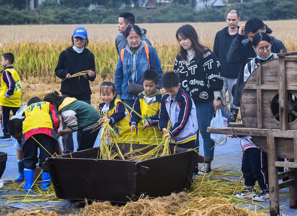 千畝稻田里開啟豐收旅游季