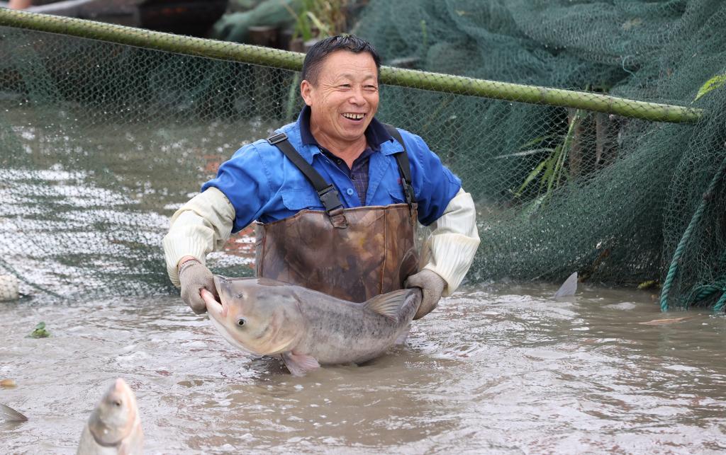 江南水鄉(xiāng)體驗(yàn)傳統(tǒng)魚文化