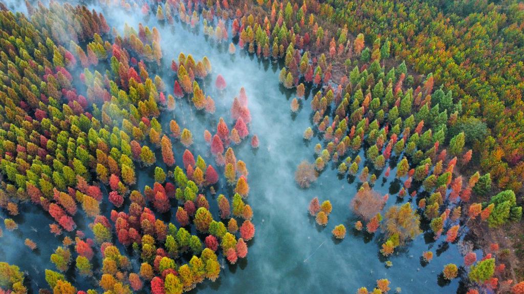 云南昆明：水杉濕地景色如畫