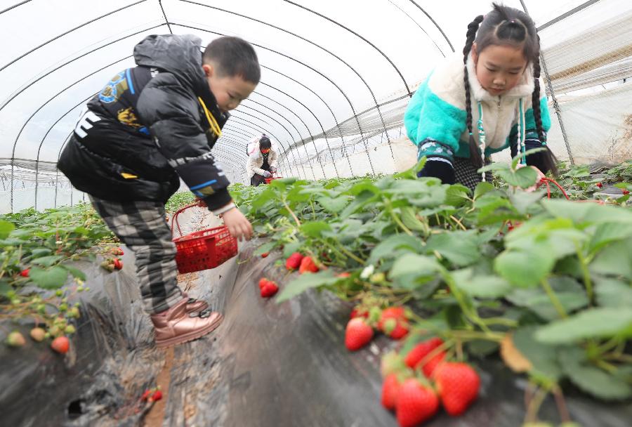 湖南衡陽：草莓飄香采摘忙