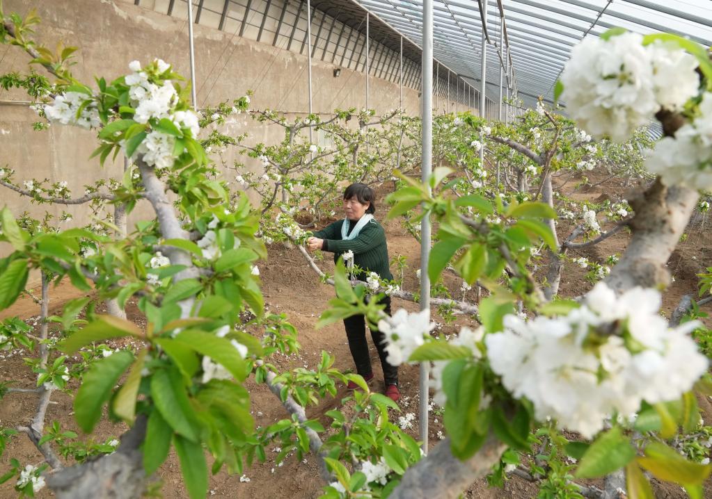 河北秦皇島：櫻桃樹(shù)花芬芳 農(nóng)民管護(hù)忙