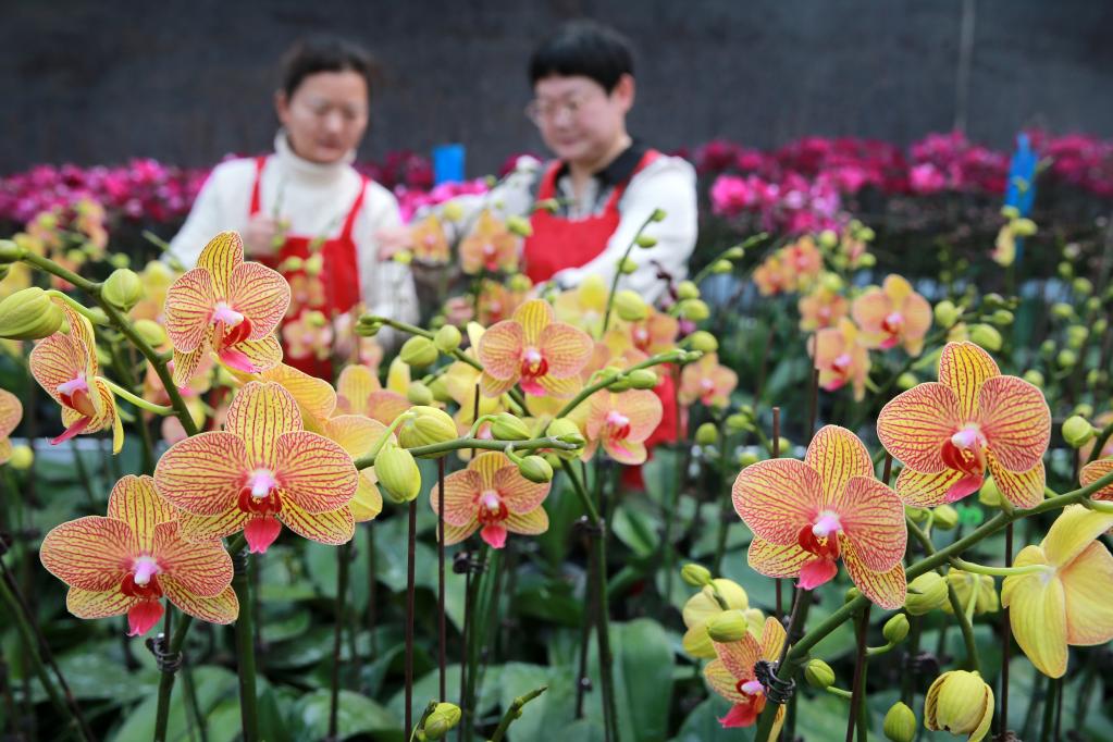 年宵花俏銷節(jié)慶市場(chǎng)