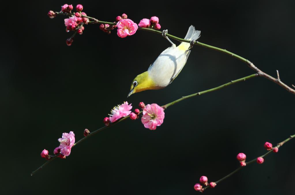 湖南衡陽(yáng)：鳥語花香迎春來