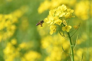 油菜花開迎春來