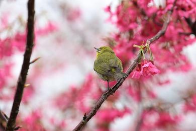 福建廈門：立春茶園 櫻花爛漫