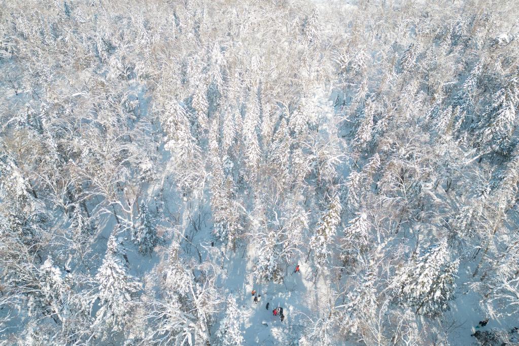 走進(jìn)牡丹江“冰雪畫廊”