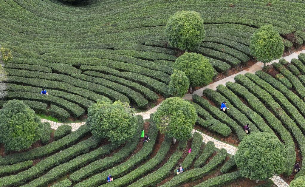 廣西三江：春茶開(kāi)采