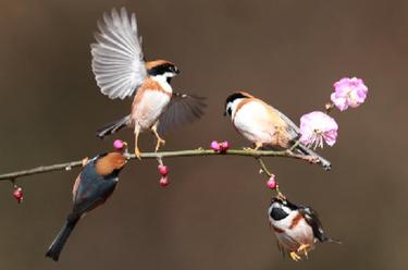 紅頭鳥(niǎo)兒枝頭鬧