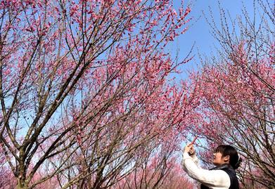 安徽巢湖：梅花盛開(kāi)春意濃