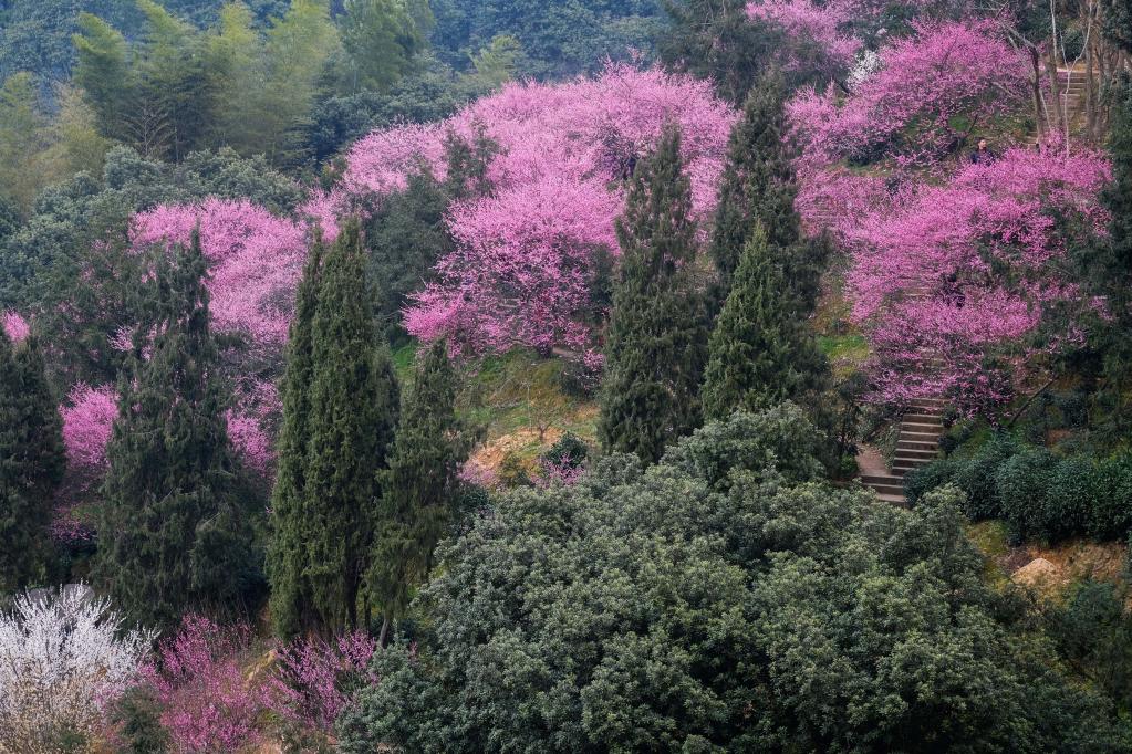 春季山鄉(xiāng)賞梅樂 鄉(xiāng)村旅游人氣旺