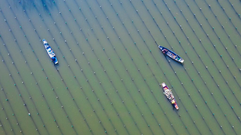 浙江長(zhǎng)興：河蚌育珠春管忙