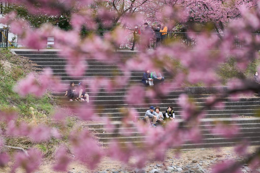 日本：河津櫻花滿開引客來(lái)