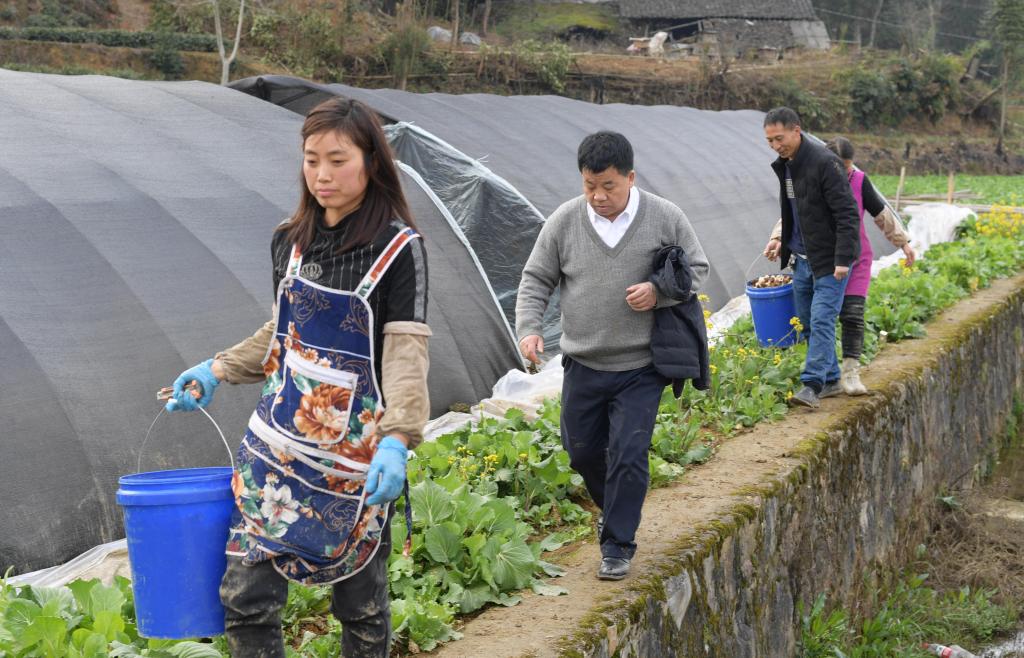 貴州遵義：春耕時節(jié) 農(nóng)技專家下地頭