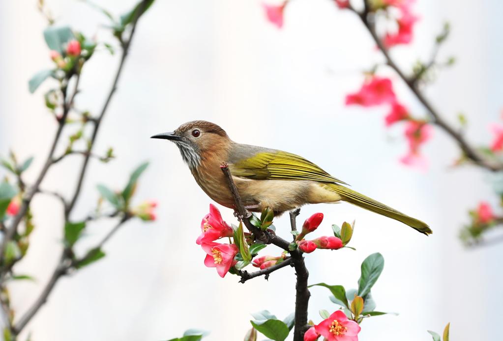 鳥(niǎo)語(yǔ)花香春光好