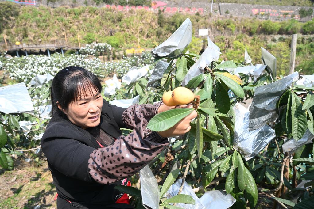 “枇杷姐姐”吳素華：把家鄉(xiāng)枇杷產業(yè)做大做強