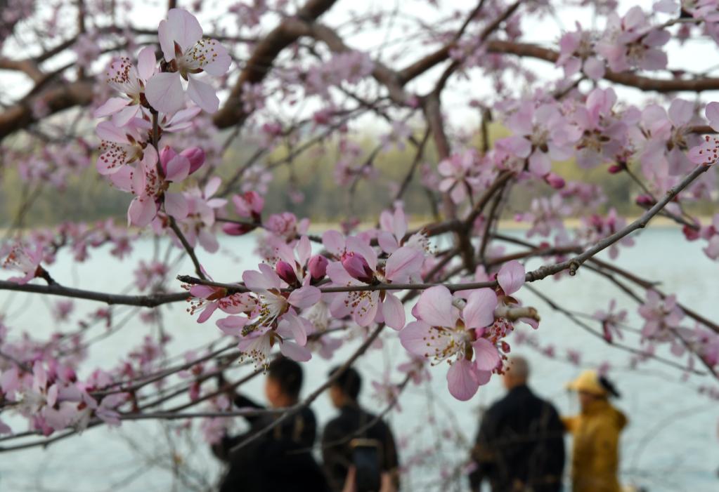 北京：山桃花盛開(kāi)玉淵潭