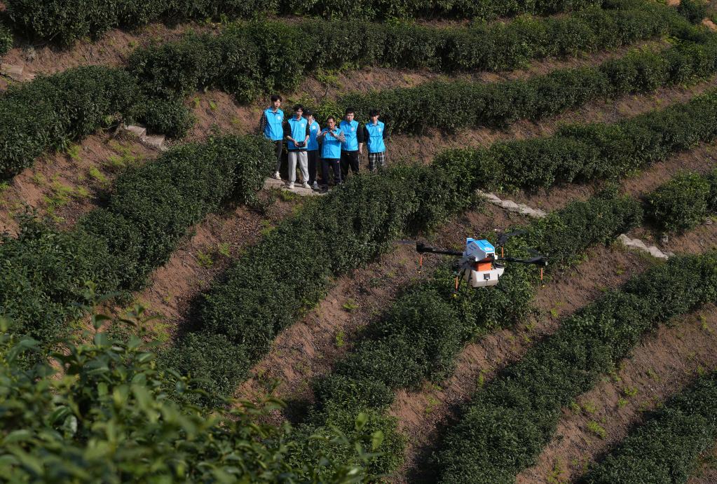 實操教學(xué)進(jìn)茶山 提升飛防新技能