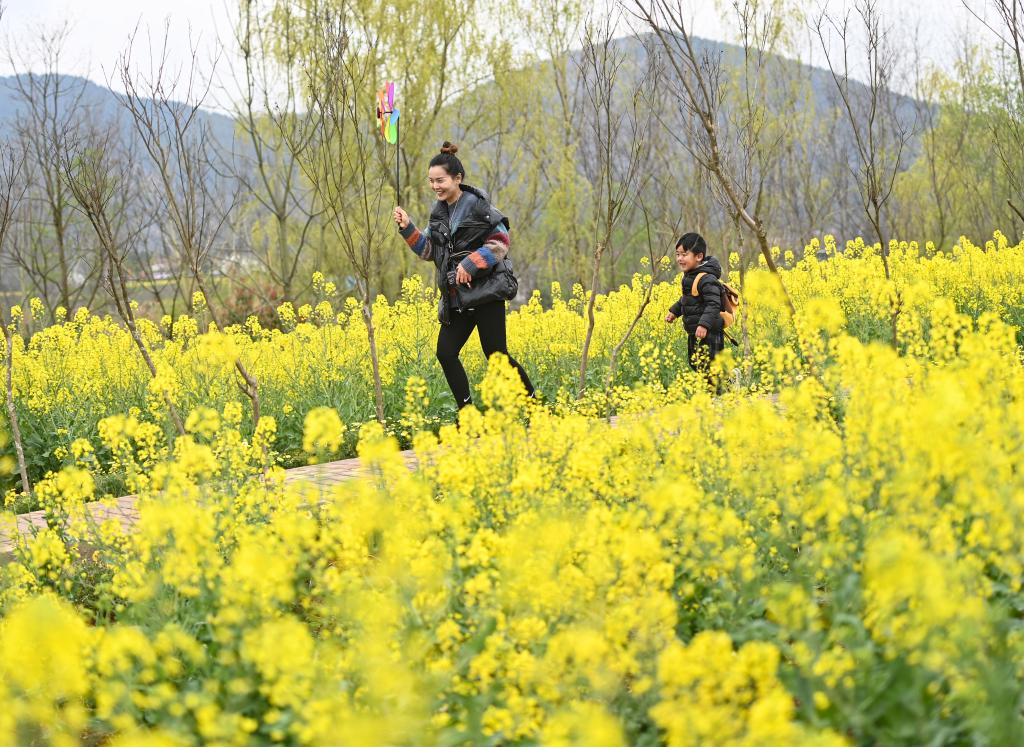 “賞花經濟”點亮秦巴山谷