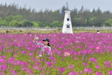 海南文昌：花海踏青消費旺