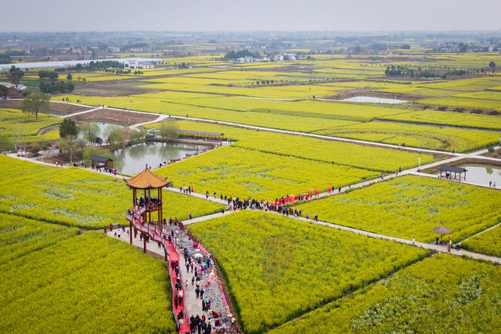 農旅融合 小油菜串起大產(chǎn)業(yè)