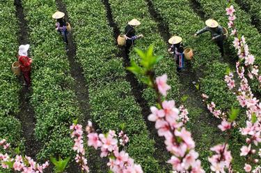 湖南常寧：茶香四溢