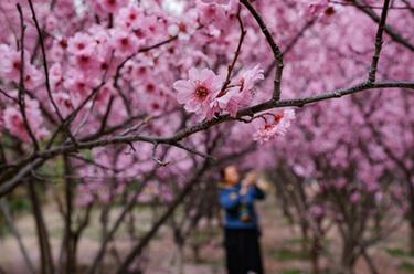 河南安陽：春花爛漫