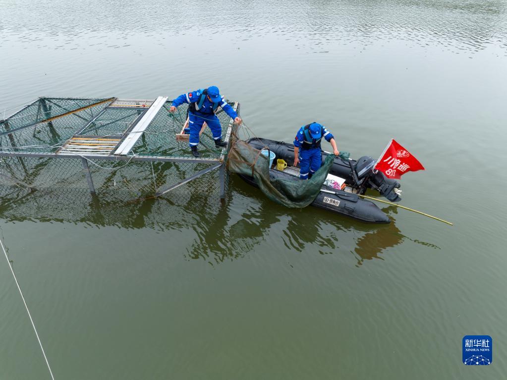 長(zhǎng)江鱘野外自然繁殖試驗(yàn)成功 保護(hù)工作取得重大突破