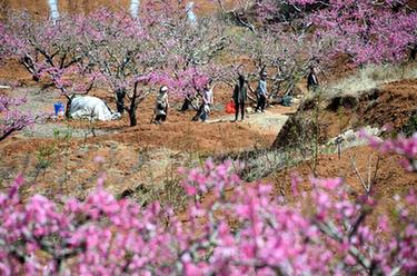 山東臺(tái)兒莊：春來桃花美