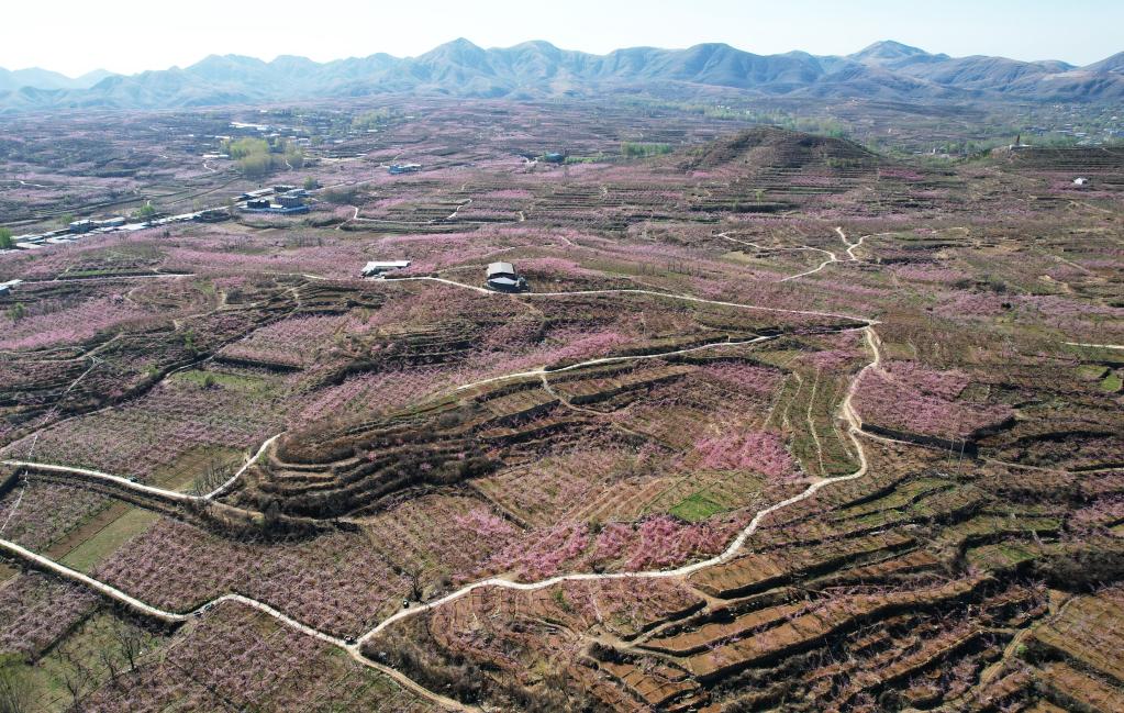 河北順平：桃花盛開(kāi)果農(nóng)忙