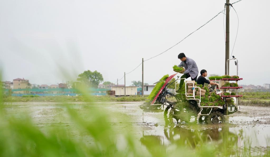 四季中國——“慧”種田的“黃機(jī)長(zhǎng)”