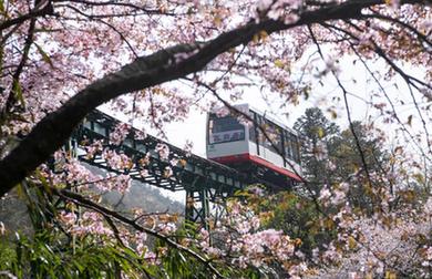 江西：春和景明引游人