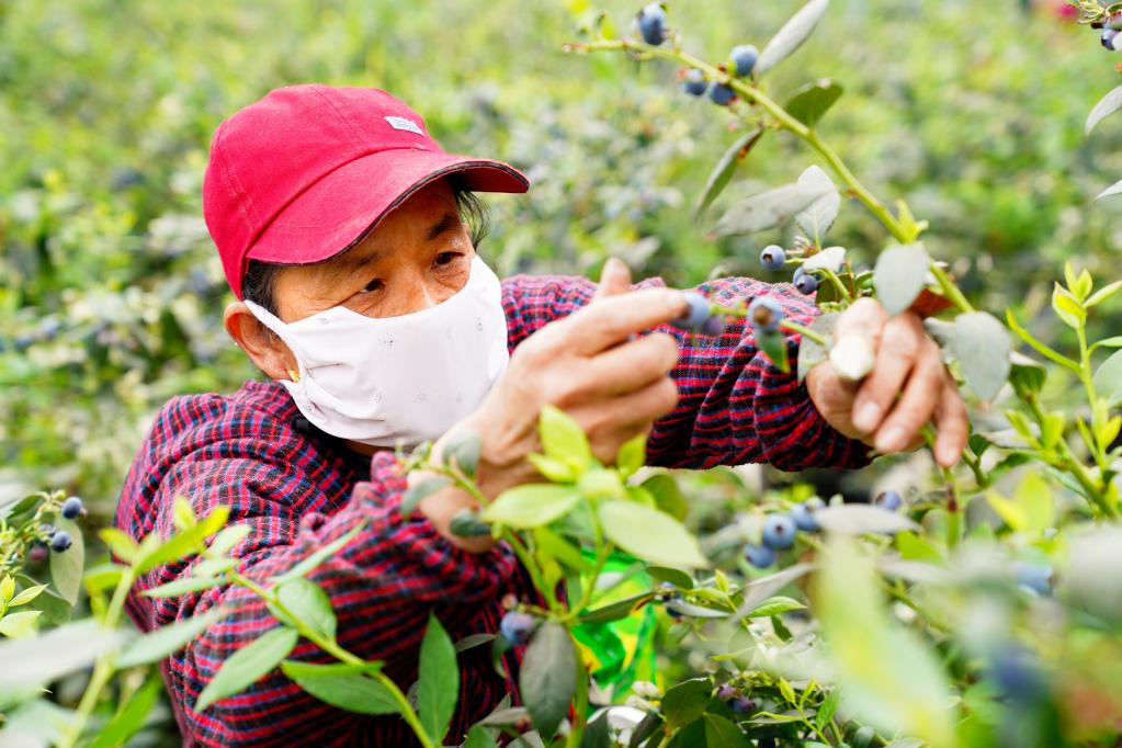 山東惠民：藍莓成村振興“致富果”