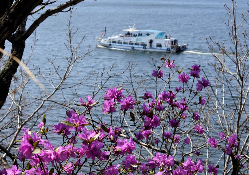 花開(kāi)鏡泊湖