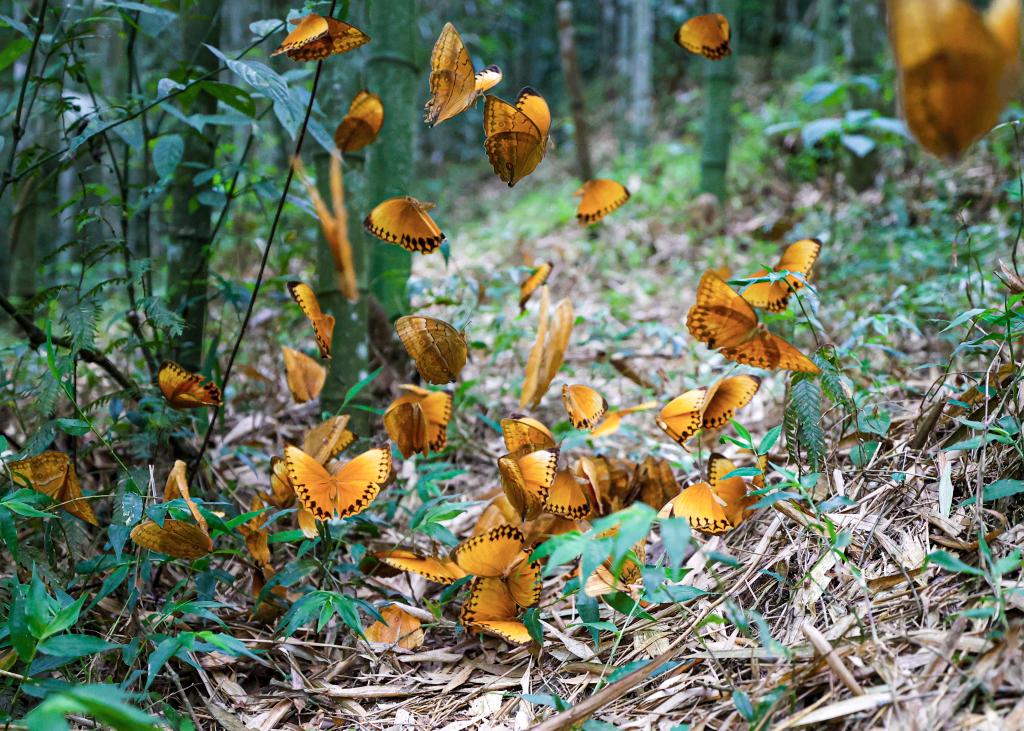 中國(guó)·紅河蝴蝶谷迎來蝴蝶大爆發(fā)