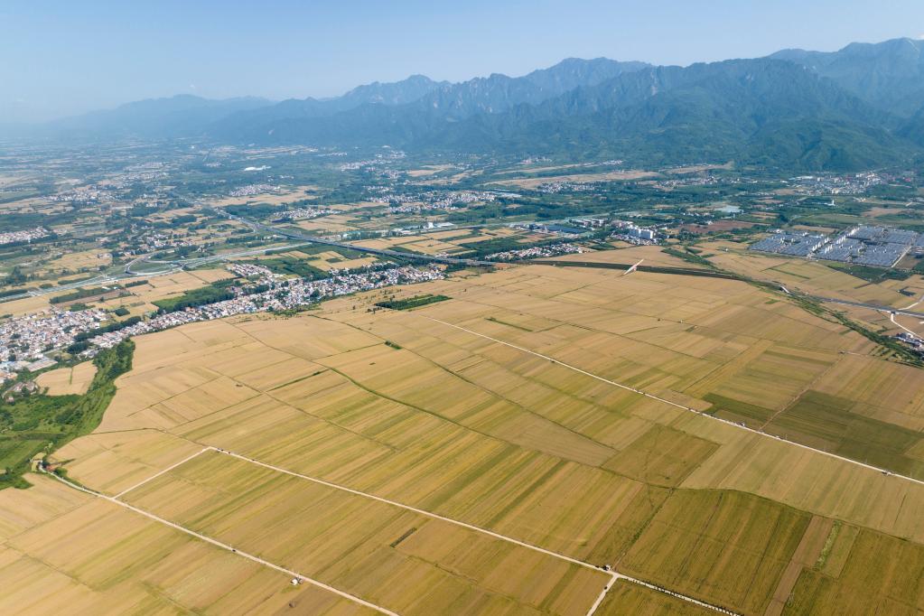 新華全媒+丨陜西關(guān)中：搶抓雨歇保夏收