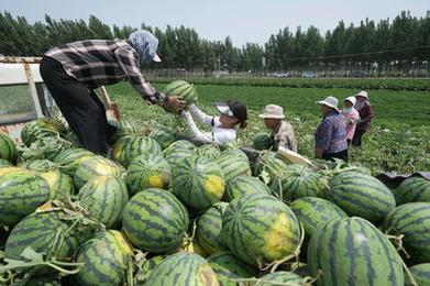 河北灤南：西瓜采摘忙