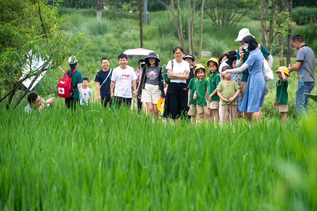 新時(shí)代中國(guó)調(diào)研行·長(zhǎng)江篇丨長(zhǎng)江上游最大“江心綠島”成“生態(tài)課堂”